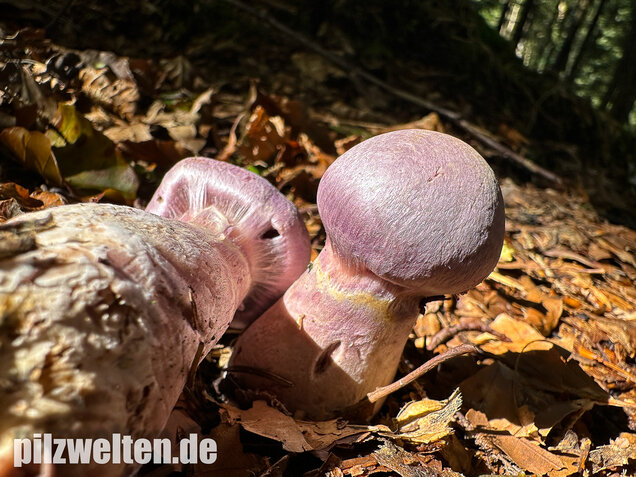 Lila-Dickfuß, Safranfleischiger Dickfuß,  Cortinarius traganus