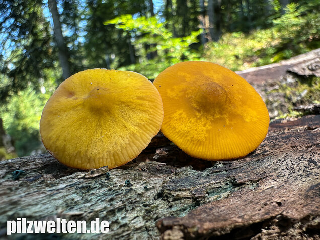 Löwengelber Dachpilz, Pluteus leoninus