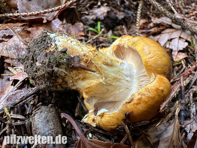 Geschmückter Schleimkopf, Phlegmacium saginum