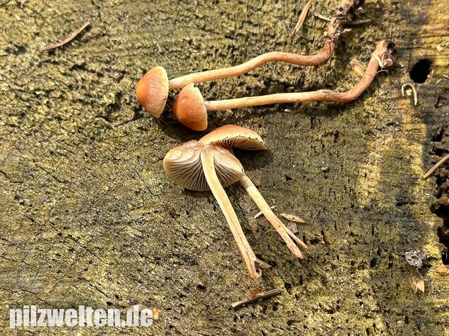 Natternstieliger Schwefelkopf, Hypholoma marginatum