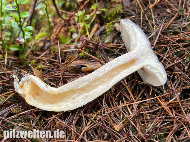 Nordischer Milchling, Lactarius trivialis