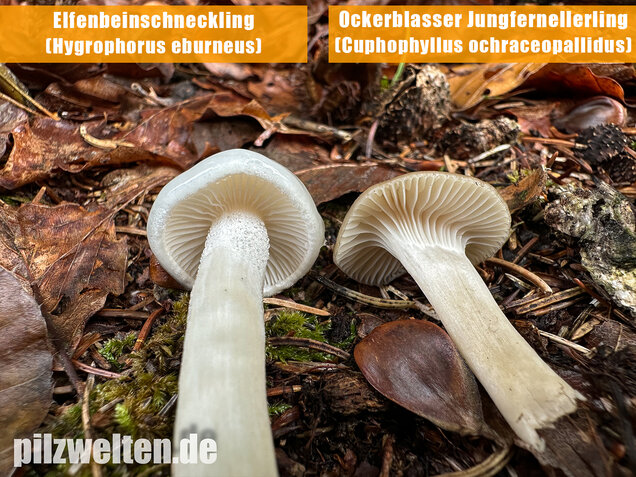 Ockerblasser Jungfernellerling, Cuphophyllus ochraceopallidus