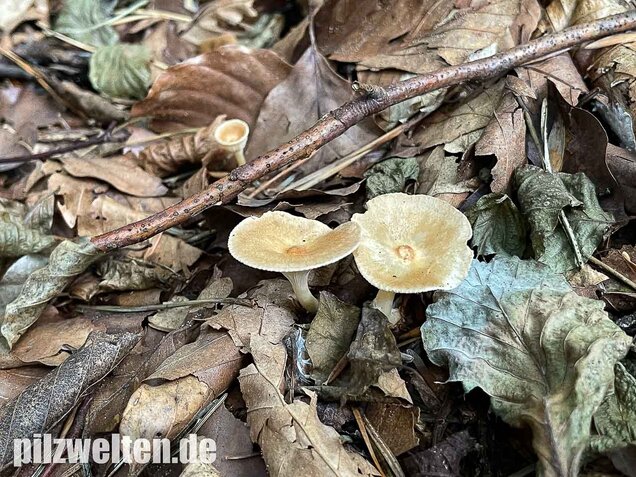 Ockerbrauner Trichterling, Infundibulicybe gibba
