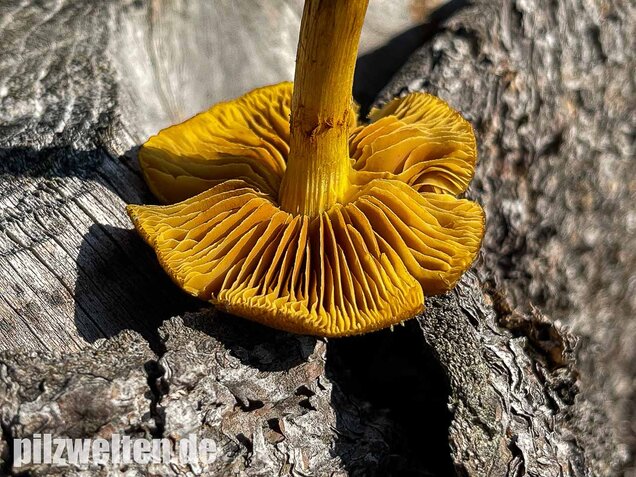 Orangefüssiger Hautkopf, Cortinarius bataillei