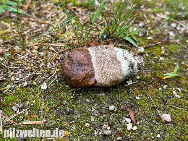 Pappel-Raufuß, Leccinum duriusculum