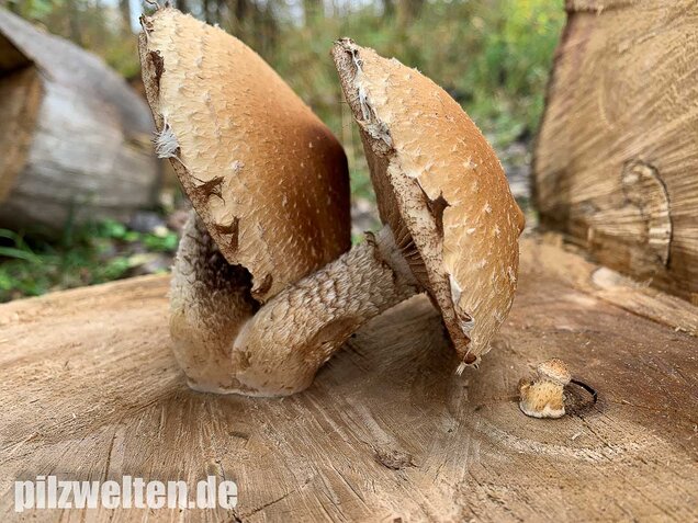 Pappelschüppling, Pholiota populnea