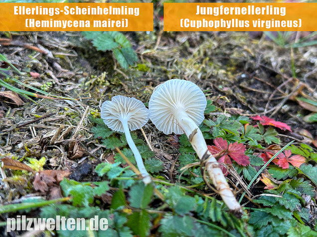 Ellerlings-Scheinhelmling, Rasenscheinhelmling, Hemimycena mairei