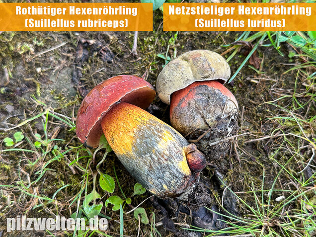 Rothütiger Hexenröhrling, Suillellus rubriceps