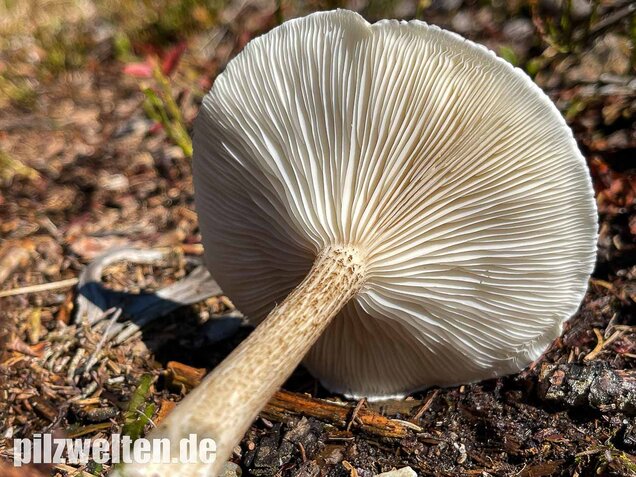Raustielweichritterling, Melanoleuca verrucipes