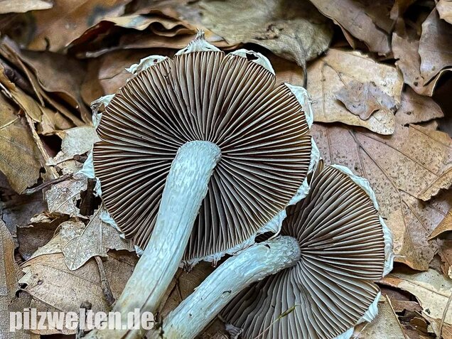 Reichbeschleierter Faserling, Psathyrella spintrigeroides