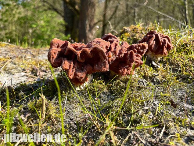 Riesenlorchel, Gyromitra gigas