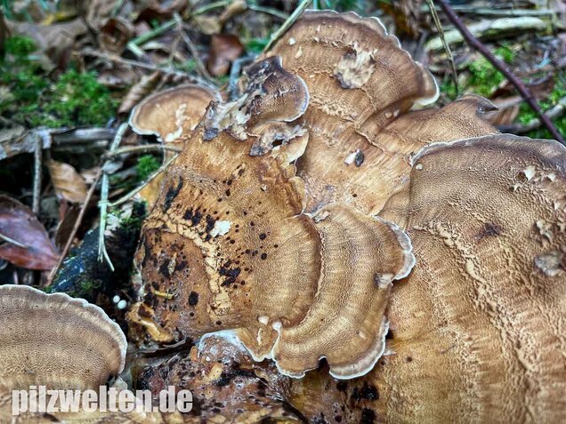 Riesenporling, Meripilus giganteus