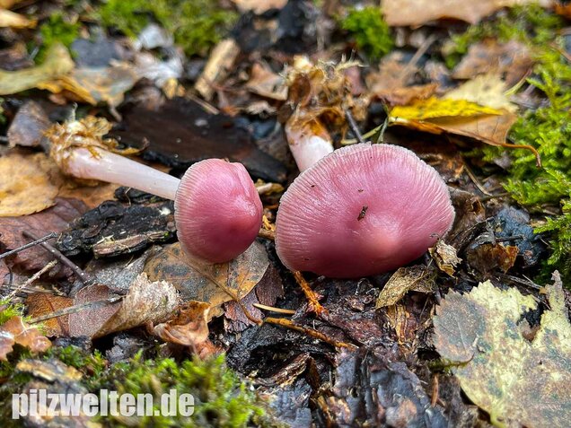 Rosa Rettichhelmling, Mycena rosea