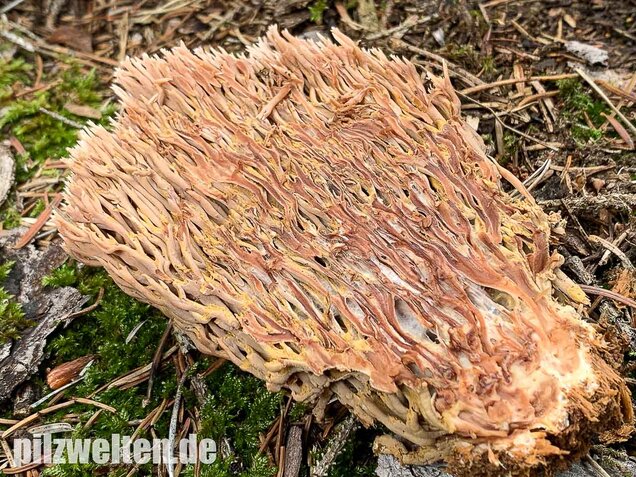 Rotbraune Koralle, Ramaria rubella