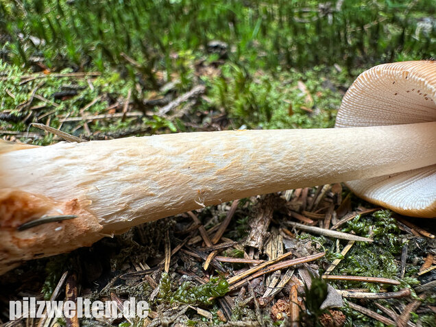Rotbrauner Scheidenstreifling, Amanita fulva