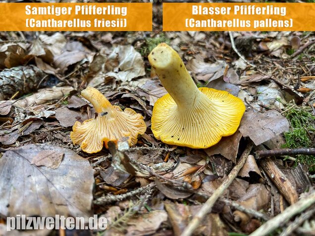 Samtiger Pfifferling, Cantharellus friesii