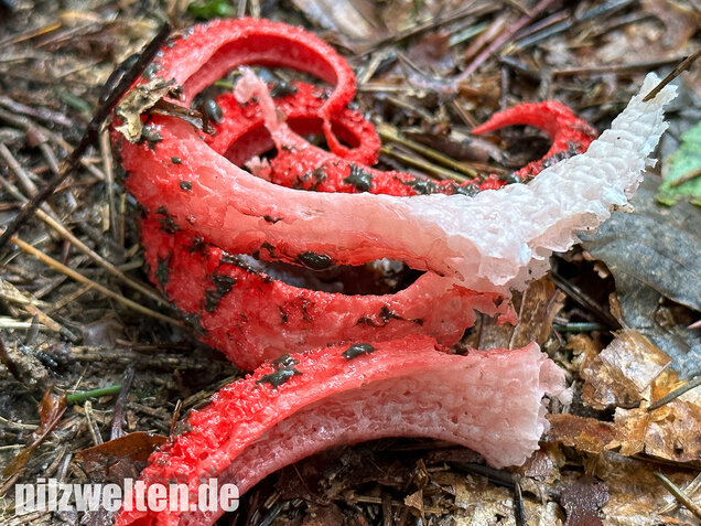 Tintenfischpilz, Clathrus archeri