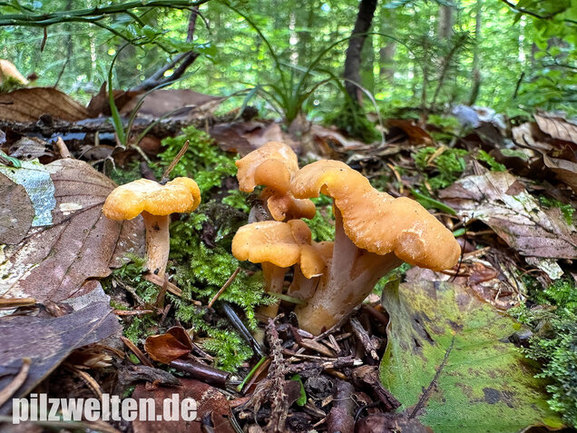 Gelbvioletter Pfifferling, Cantharellus ianthinoxanthus