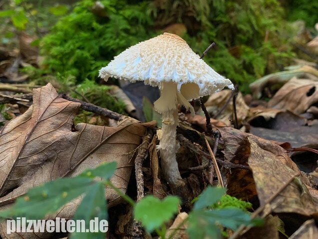 Wolliggestiefelter Schirmling, Lepiota clypeolaria