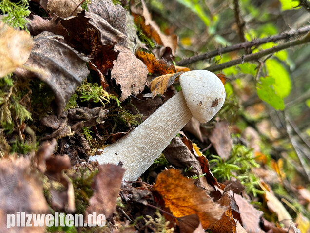 Wollstieliger Raufußröhrling (weiße Form), Leccinum cyaneobasileucum