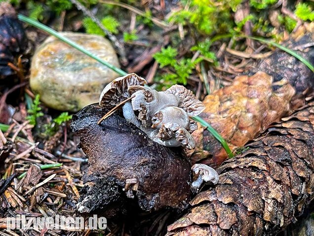 Beschleierter Zwitterling, Asterophora parasitica