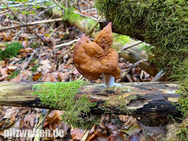 Bischofsmütze, Gyromitra infula