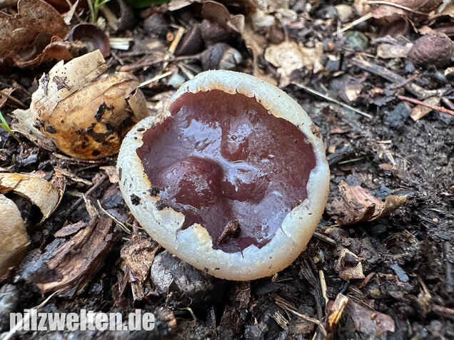 Braunvioletter Brandstellenbecherling, Violetter Becherling, Geoscypha violacea