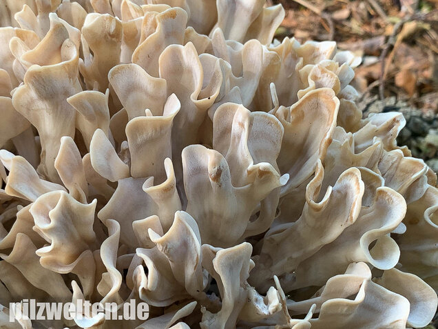 Breitblättrige Glucke, Sparassis brevipes
