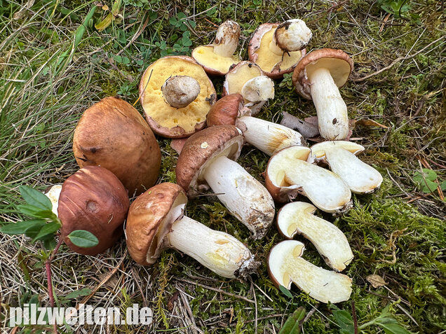 Butterpilz, Butterröhrling, Suillus luteus