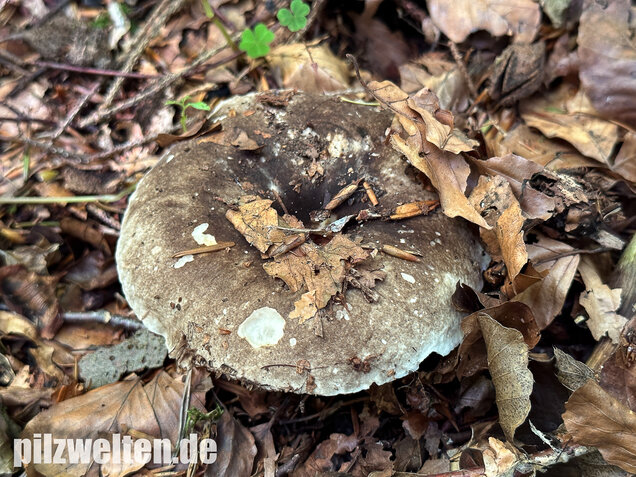 Dickblättriger Schwärztäubling, Russula nigricans
