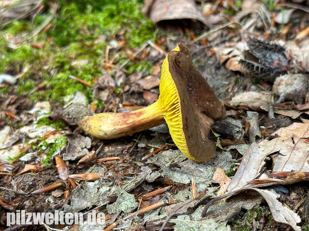 Europäisches Goldblatt, Phylloporus pelletieri