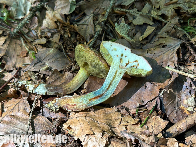 Falscher Rotfußröhrling, Düsterer Rotfußröhrling, Xerocomellus porosporus