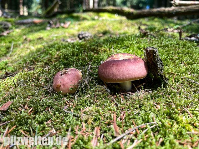 Speisetäubling, Russula vesca