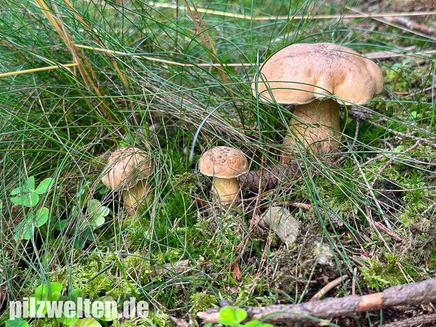 Gallenröhrling, Bitterling, Bitterpilz, Tylopilus felleus