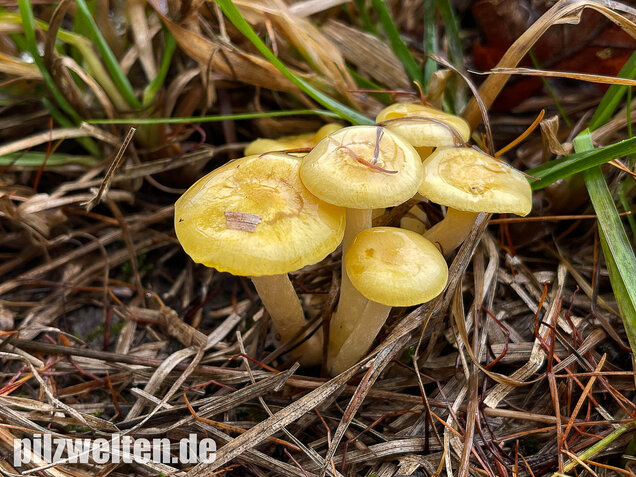 Gelber Lärchenschneckling, Hygrophorus lucorum