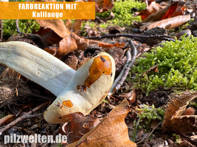 Gelbverfärbender Schneckling, Hygrophorus discoxanthus
