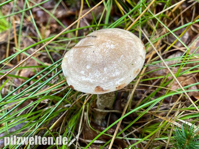 Grauer Lärchenröhrling, Suillus viscidus