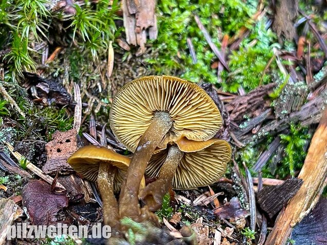 Gurkenschnitzling, Macrocystidia cucumis