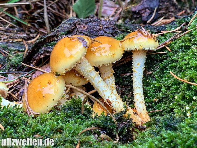 Hochthronender Schüppling, Pholiota limonella