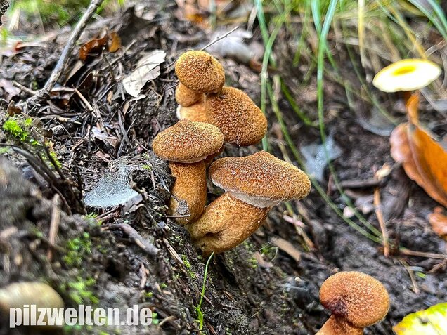 Hohlfußröhrling, Suillus cavipes