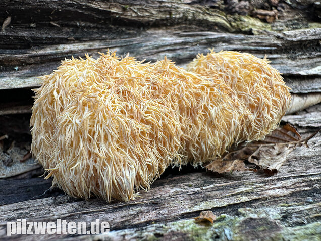 Igelstachelbart, Lion's mane Mushroom, Hericium erinaceus