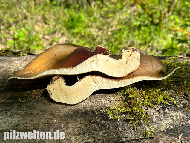 Kastanienbrauner Stielporling, Süßriechender Porling, Picipes badius