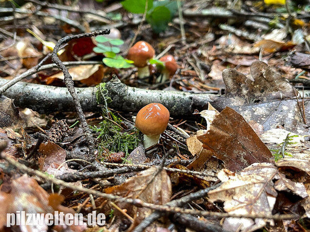 Körnchenröhrling, Suillus granulatus