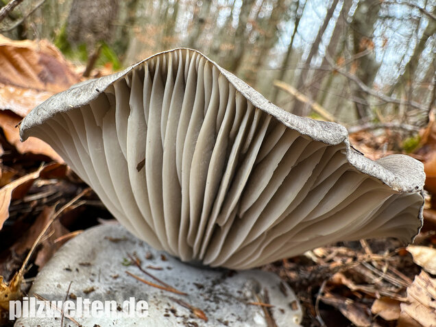 Märzschneckling, Märzellerling, Hygrophorus marzuolus