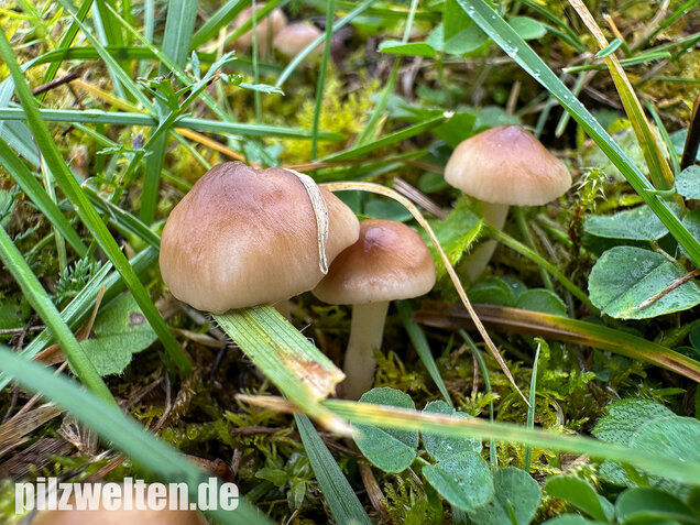 Ockerblasser Jungfernellerling, Cuphophyllus ochraceopallidus