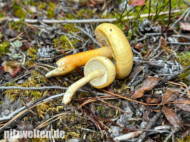 Ockergelber Schleimschirmling, Zhuliangomyces ochraceoluteus