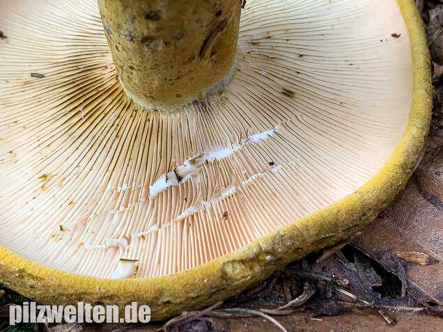 Olivbrauner Milchling, Lactarius turpis