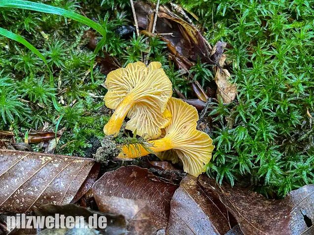 Samtiger Pfifferling, Cantharellus friesii