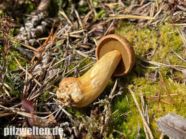 Sandröhrling, Suillus variegatus