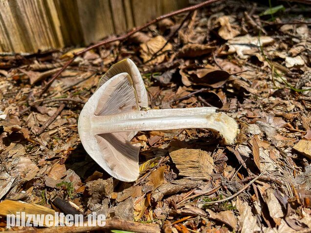 Schiefknolliger Anischampignon, Agaricus essettei